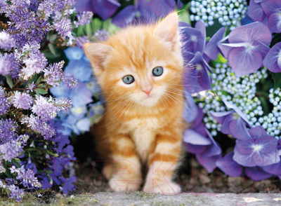 Пазл Clementoni Рыжий котенок в цветах 30415 (500эл)