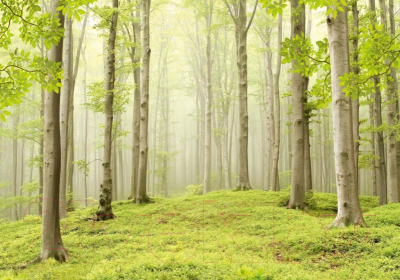 Фотообои листовые Твоя планета Люкс Весенний лес (291x204)