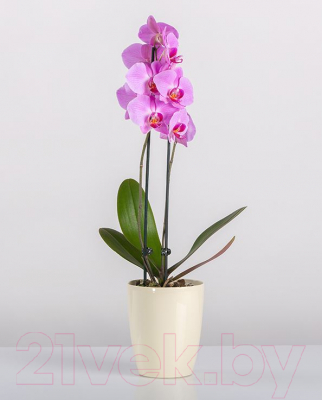 Кашпо BigPlast Orchid Maxi 33734 (кремовый)
