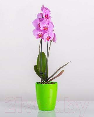 Кашпо BigPlast Orchid Saksija 33642 (салатовый)