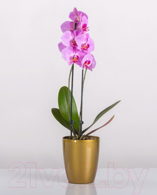 Кашпо BigPlast Orchid Saksija 33581 (золотой)