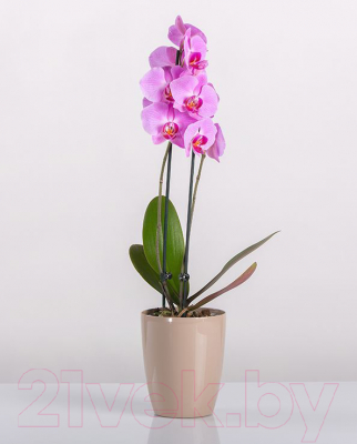 Изображение товара Кашпо BigPlast Orchid Saksija 33857 (бежевый)