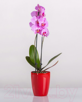 Изображение товара Кашпо BigPlast Orchid Saksija 33536 (красный)