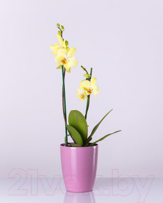 

Кашпо BigPlast, Orchid Saksija 34052