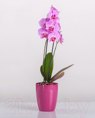 Кашпо BigPlast Orchid Saksija 33529 (розовый)