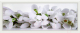 Картина Декарт Белые цветы крокусы 8Л0554 - 