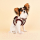 Миниатюра изображения товара Шлея-жилетка для животных Puppia Dean Harness B / PASD-HB1657-BE-S (бежевый)