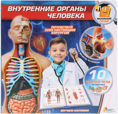Набор для опытов Играем вместе Внутренние органы человека / KY-10001