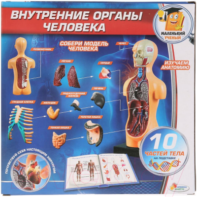 Набор для опытов Играем вместе Внутренние органы человека / KY-10001