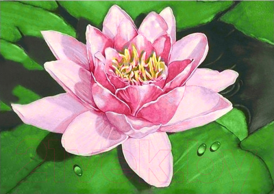 

Набор алмазной вышивки Wizardi, Лотос на озере / WD032