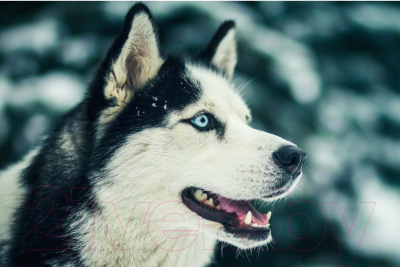 

Набор алмазной вышивки Wizardi, Северный друг / WD087