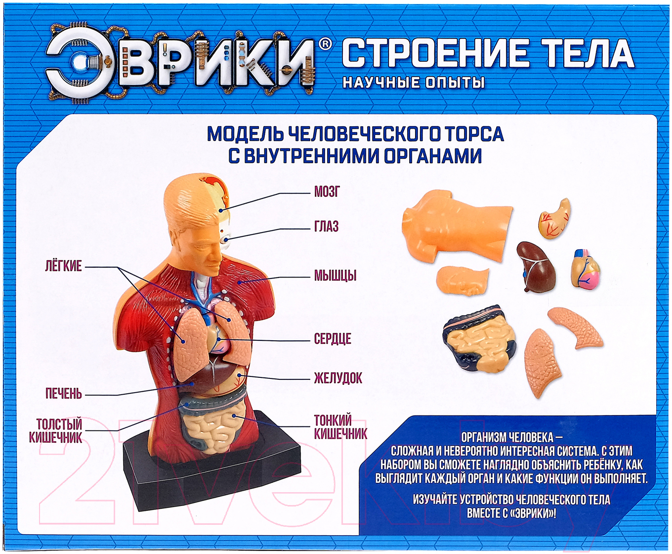 Научная игра Эврики Строение тела / 2772940 — фото 6
