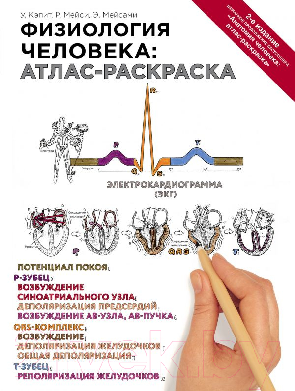 Книга Эксмо Физиология человека: атлас-раскраска