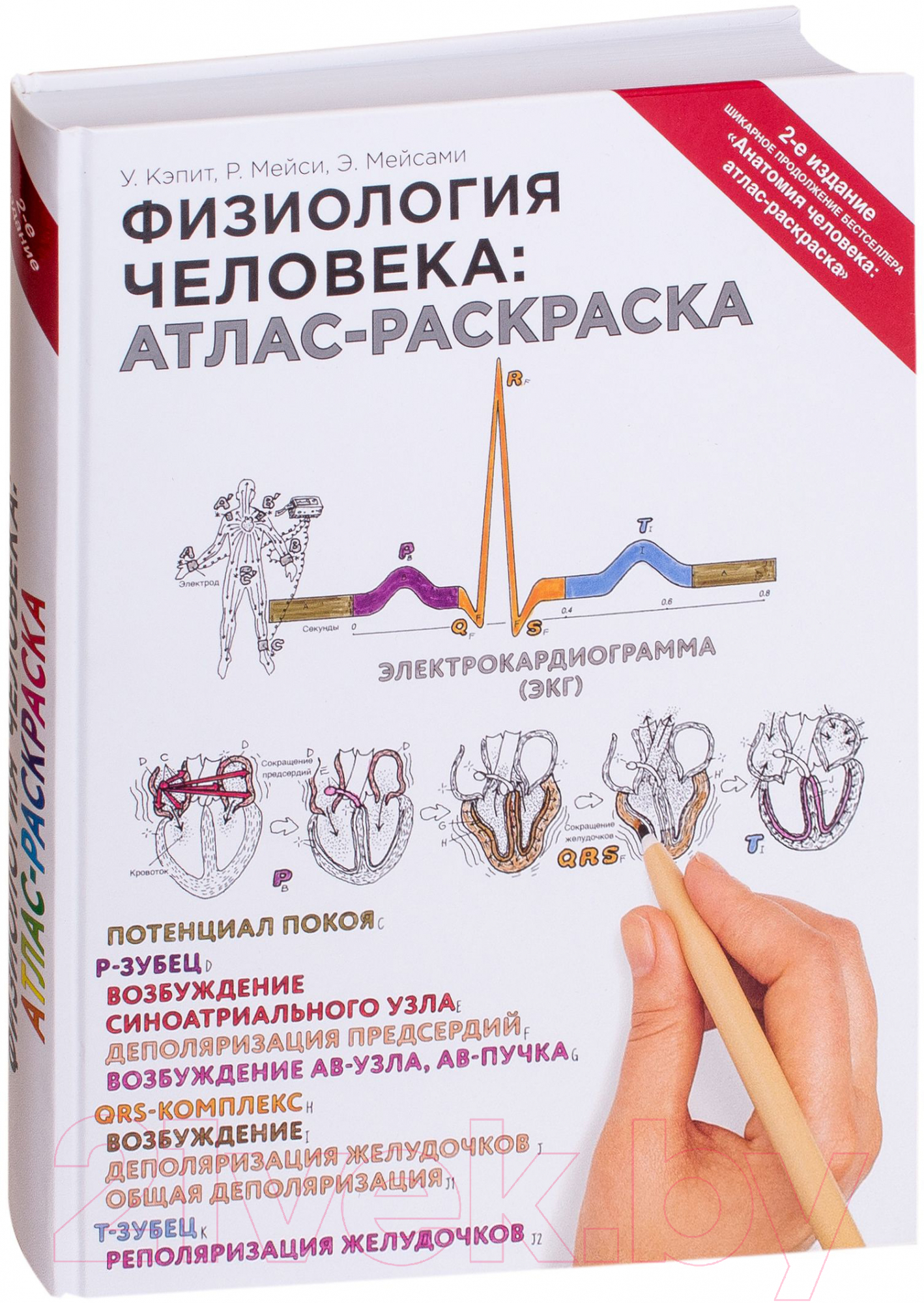 Книга Эксмо Физиология человека: атлас-раскраска