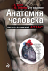 Книга Эксмо Анатомия человека (Билич Г., Зигалова Е.) - 
