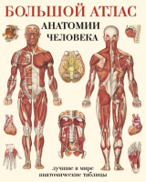 Книга АСТ Большой атлас анатомии человека (Махиянова Е.) - 