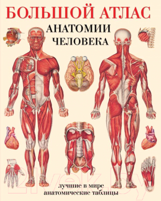 

Атлас АСТ, Большой атлас анатомии человека