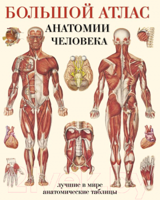Книга АСТ Большой атлас анатомии человека (Махиянова Е.)
