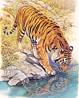 Набор алмазной вышивки Алмазная живопись Тигр у реки / АЖ-1523 - 