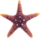 Декорация для аквариума Laguna Морская звезда / 74004166 - 