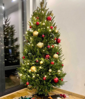 

Ель живая, Abies Датская
