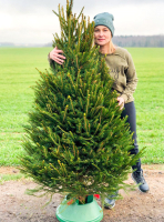 

Ель живая, Abies Датская