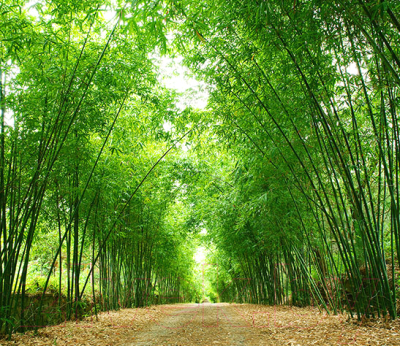 Фотообои листовые Vimala Бамбуковая арка (260x300)