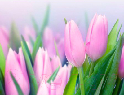 Фотообои листовые Vimala Весенние тюльпаны (260x200)