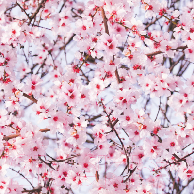 

Пленка самоклеящаяся D-c-fix, 280-0062