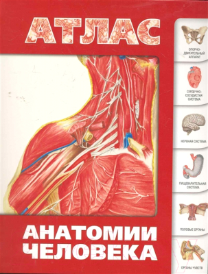 

Атлас АСТ, Анатомии человека