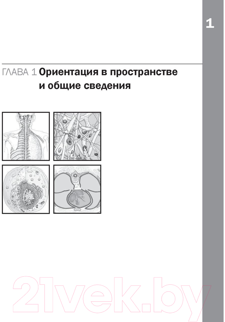 Книга Эксмо Анатомия Неттера: атлас-раскраска