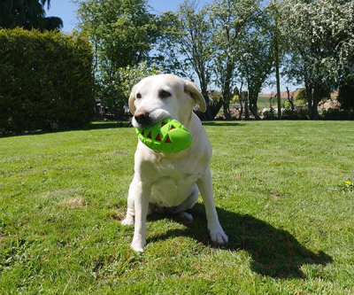 Игрушка для собак Rosewood Мяч регби шуршащий / 40328/RW (зеленый)
