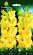 Миниатюра изображения товара Семена цветов АПД Гладиолус Нова Люкс / A301751 (10шт)