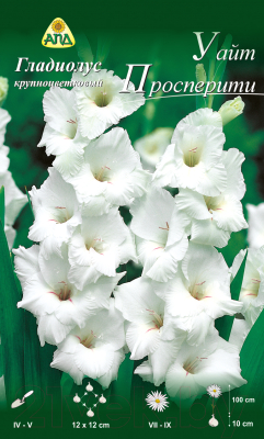 Семена цветов АПД Гладиолус Уайт Просперити / A302011 (10шт)