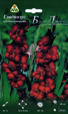 Семена цветов АПД Гладиолус Блек Джек / A30139 (10шт)