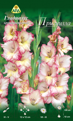 Семена цветов АПД Гладиолус Присцилла / A30187 (10шт)