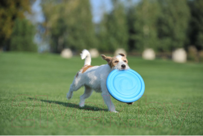 Игрушка для собак Collar PitchDog / 62472 (голубой)