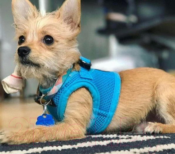 Шлея-жилетка для животных Puppia Soft Vest / PAHA-AH305-SB-S (голубой) — фото 4