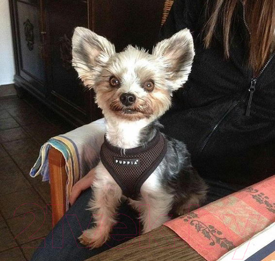 Шлея-жилетка для животных Puppia Soft Vest / PAHA-AH305-BR-XL (коричневый) — фото 2