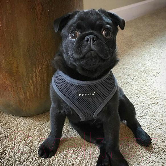 Шлея-жилетка для животных Puppia Soft Vest / PAHA-AH305-GY-M (серый) — фото 2