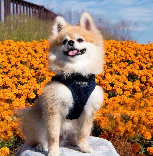 Шлея-жилетка для животных Puppia Soft Vest / PAHA-AH305-NY-3L (синий) — фото 2