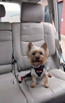 Изображение товара Ремень безопасности для собак Halti Clix CarSafe с ремнем безопасности / LC01 (S, черный)