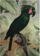 Картина Orlix Черный попугай / CA-12801 - 