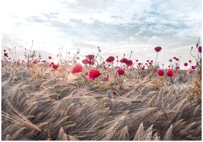 Картина Orlix Маки в пшенице / CA-12823