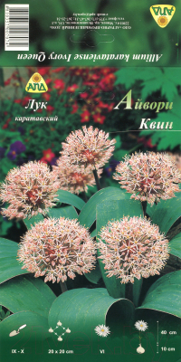 

Семена цветов АПД, Лук каратавский Айвори Квин / A30598