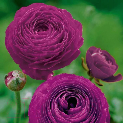 Семена цветов АПД Ранункулюс фиолетовый махровый / A30668 (10шт)