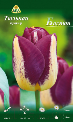 

Семена цветов АПД, Тюльпан Бостон триумф / A30715