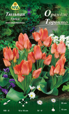 Семена цветов АПД Тюльпан Орандж Торонто многоцветковый / A30817 (10шт)