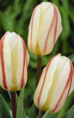Семена цветов АПД Тюльпан Уайт Файер Грейга / A30844 (10шт)