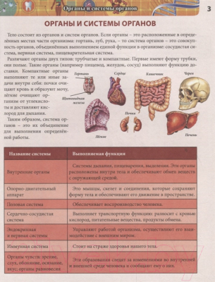 Изображение товара Энциклопедия Проф-Пресс Хочу все знать. Тело человека